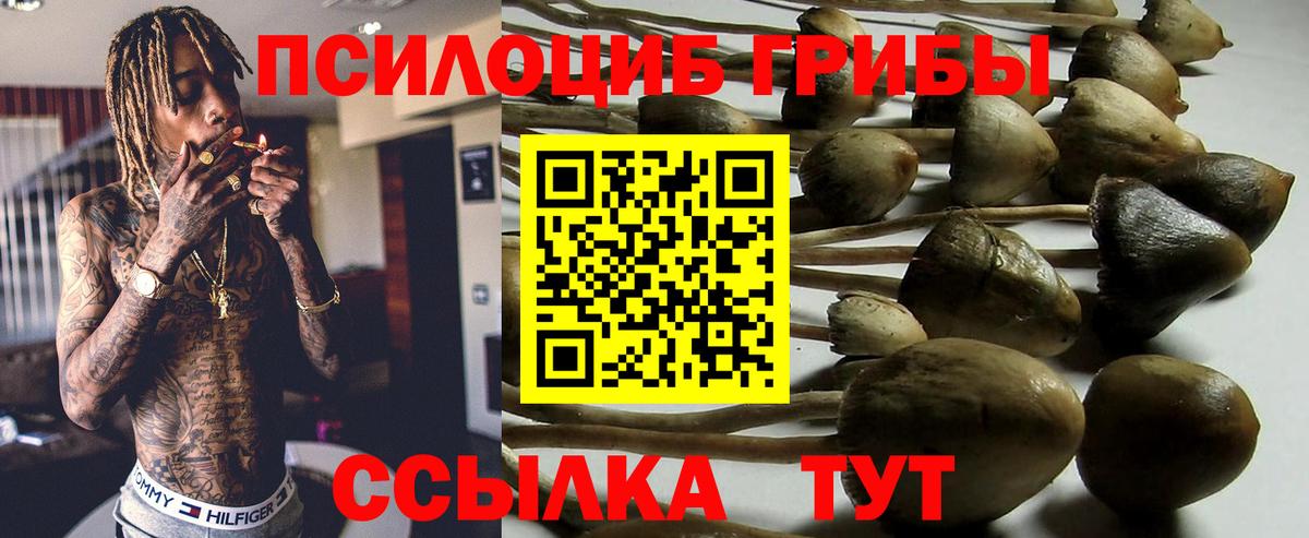 Псилоцибиновые грибы Psilocybine cubensis Отрадное